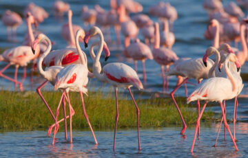 Supposizioni, tressette col morto e fenicotteri rosa.