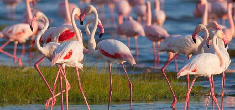 Supposizioni, tressette col morto e fenicotteri rosa.